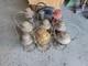 9x Kerosene Railroad Lanterns (Adlake Dressel) Free Ship